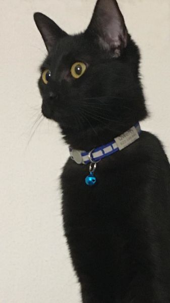 くろすけ：好奇心旺盛な黒猫